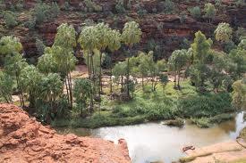 Voyage sur-mesure, Palm Valley (Finke Gorge NP)